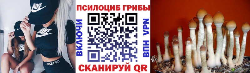 как найти закладки  Советский  Галлюциногенные грибы GOLDEN TEACHER 